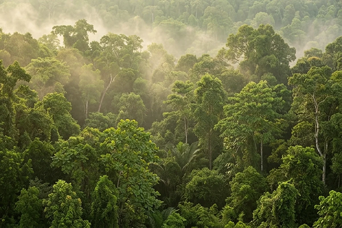 kratom tree southeast asia forest Tropical forest canopy in Southeast Asia where kratom trees grow