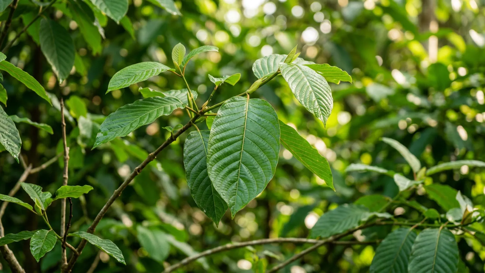 what is kratom Fresh kratom leaves with visible veins on a light wooden surface